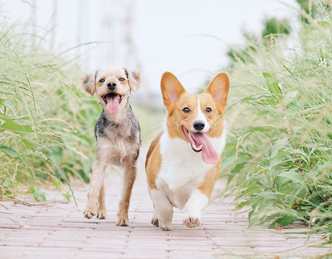 Pet Nutrition