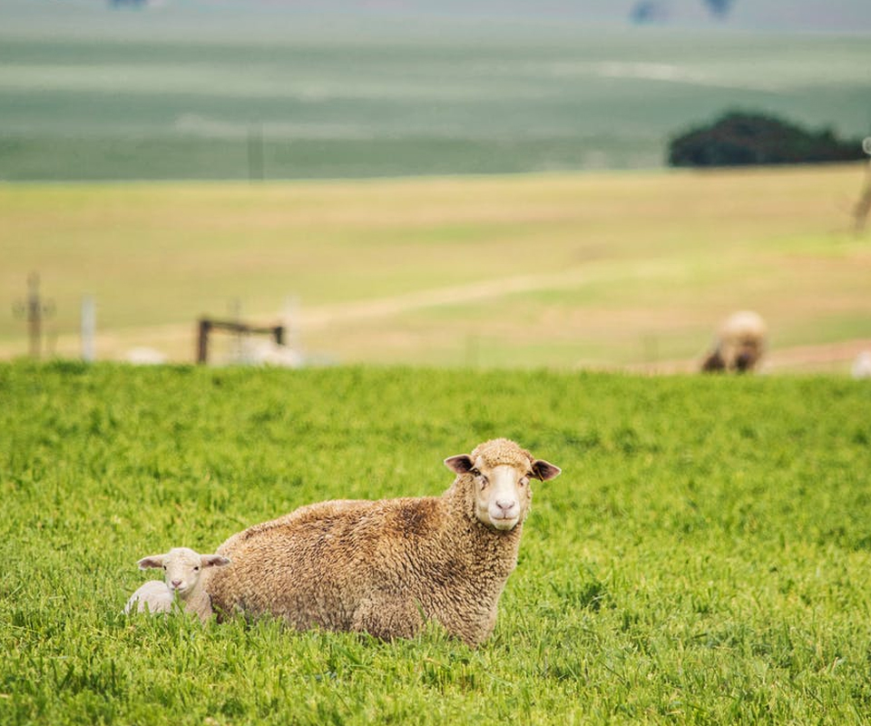 Economic Animal