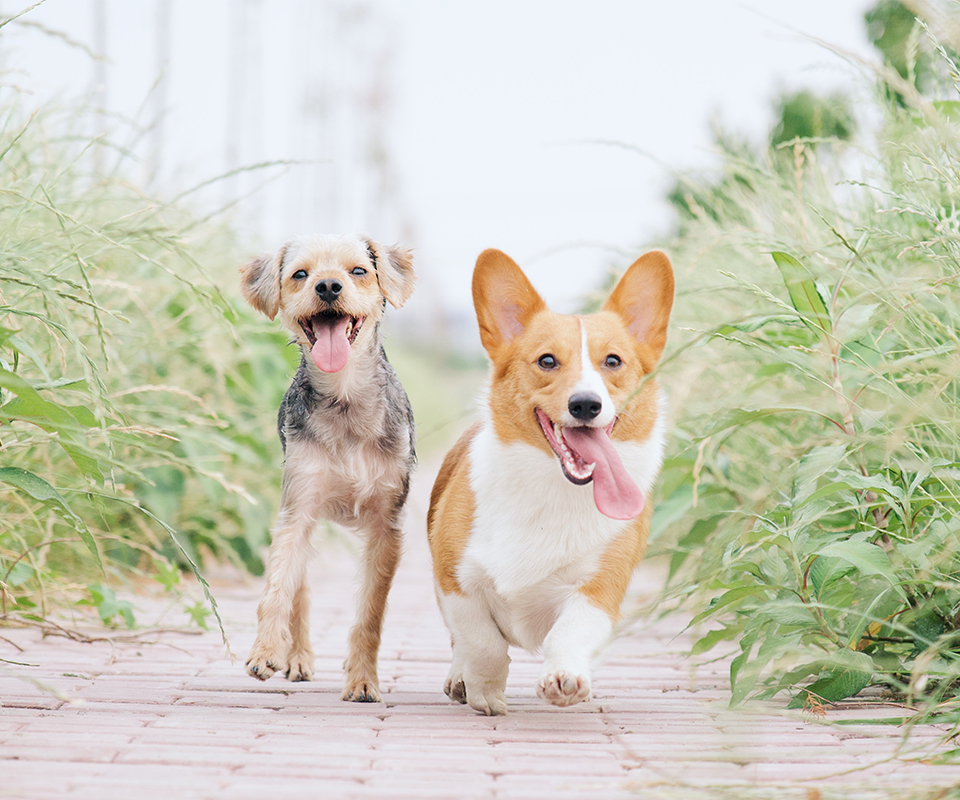 Pet Nutrition