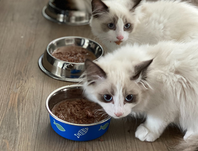 Lactose-free Pet Milk Powder