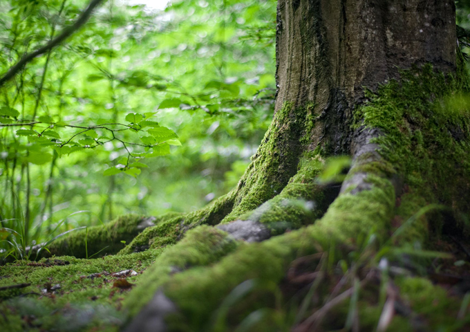 Ecological Partnerships