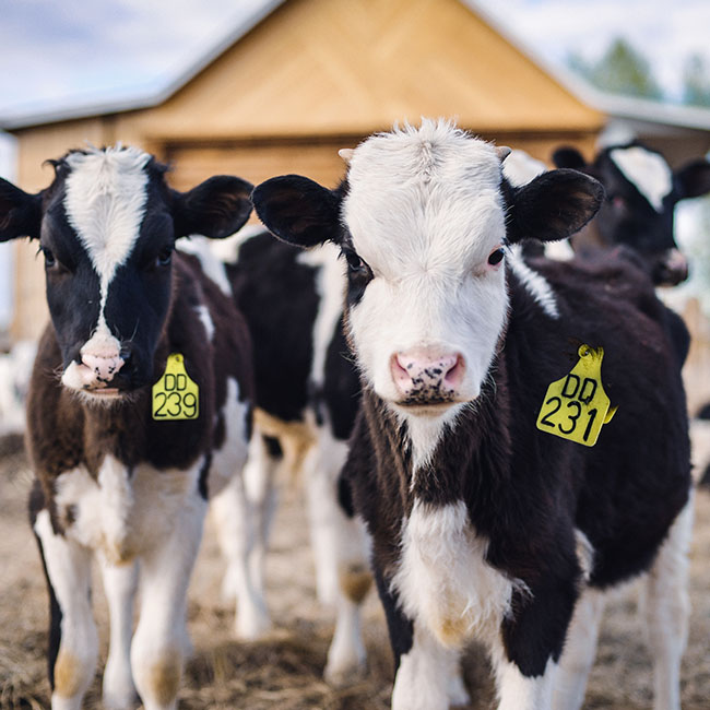 Animal Nutrition